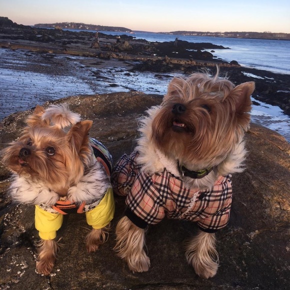 Meet your Posher, Olana - Picture 1 of 1